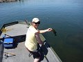 Not a bad fish